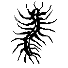centipede